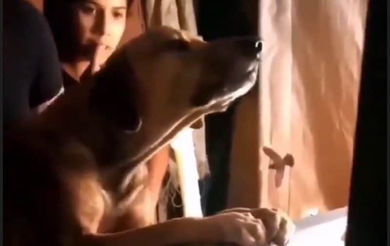 (VIDEO) Fiel hasta la muerte; perro se rehusa a despedirse de su amo fallecido