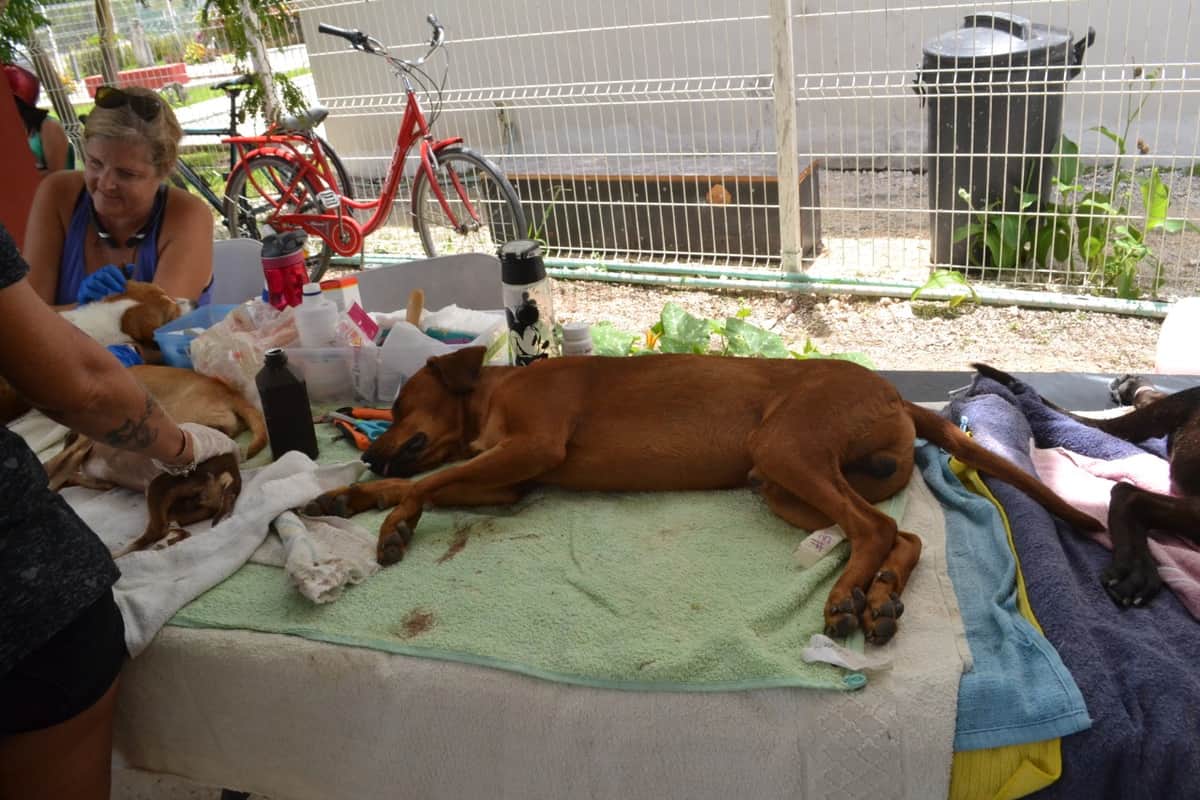 Realizarán campaña masiva de esterilización en Cozumel