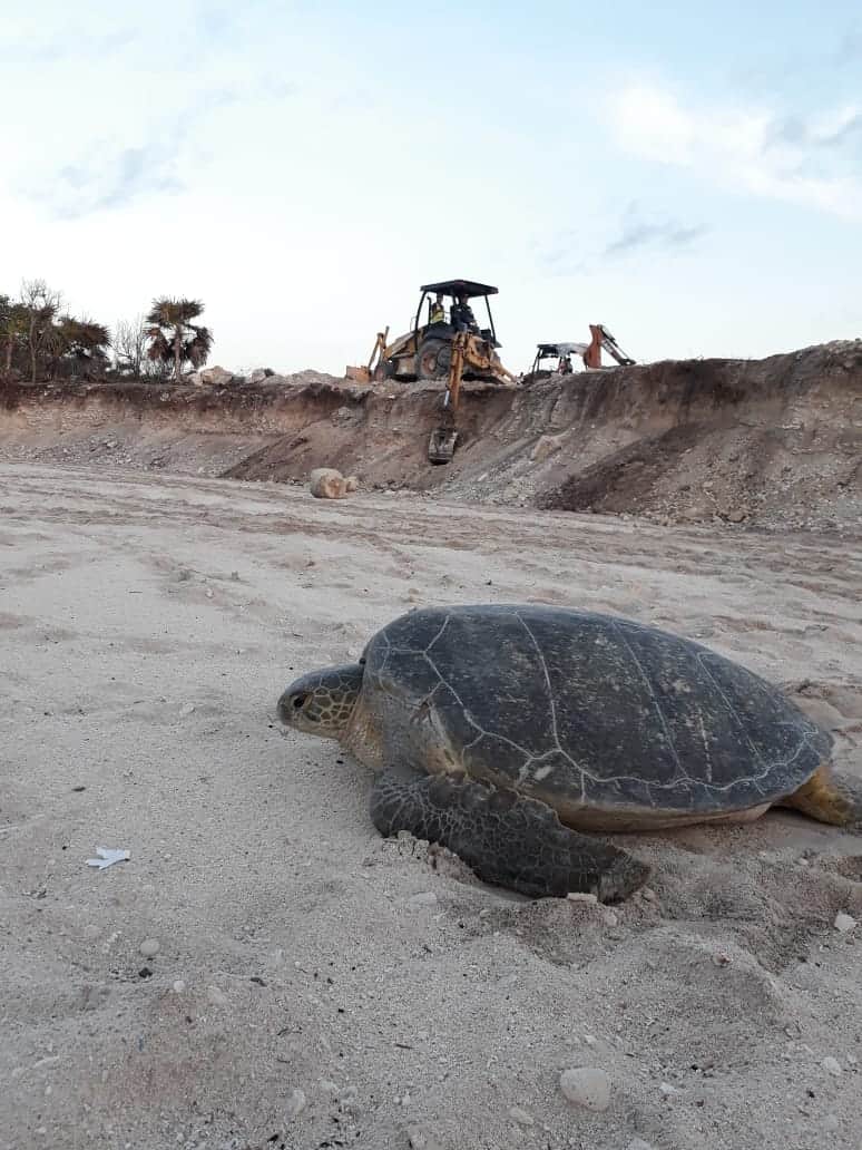 Tortuga marina cae en enormes zanjas por construcción de Grupo Posadas