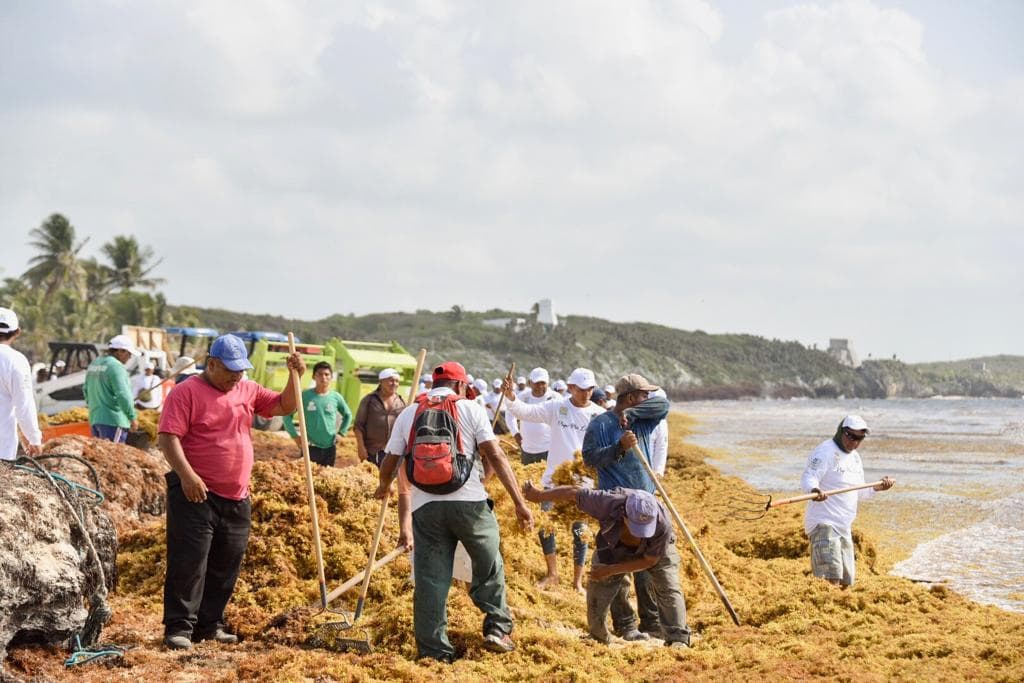 Redoblarán esfuerzos para combatir el recale atípico de sargazo en Tulum