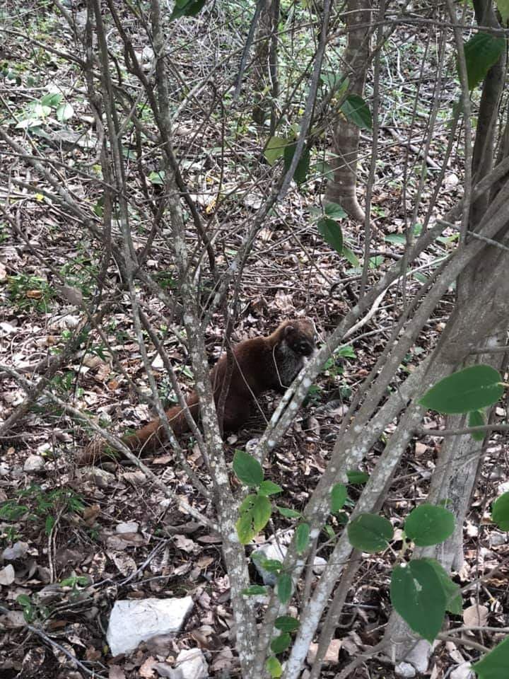 Coatí es atropellado en Cozumel, pero logra sobrevivir