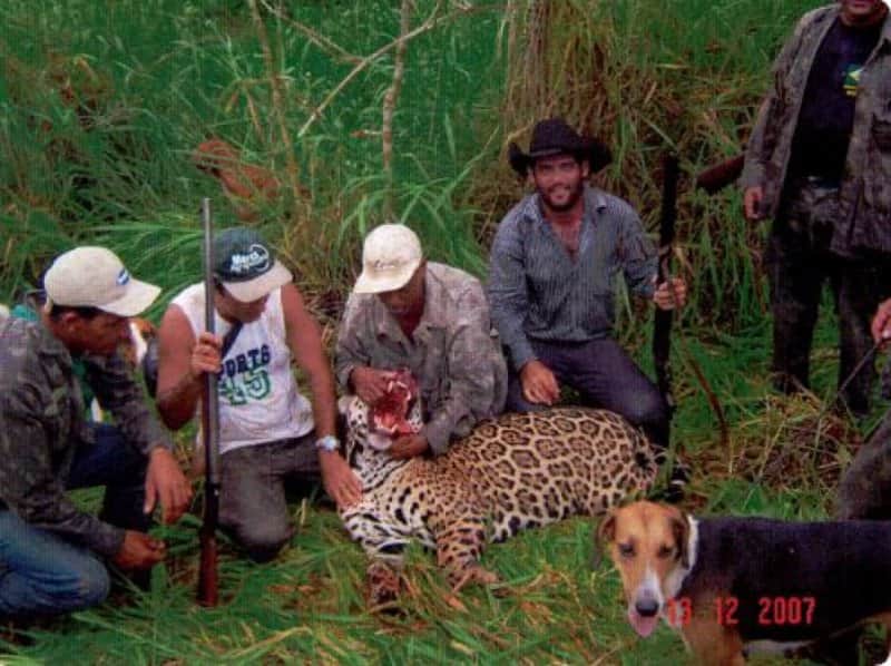 Desmantelan red de cazadores de jaguares, habrían matado a más de mil