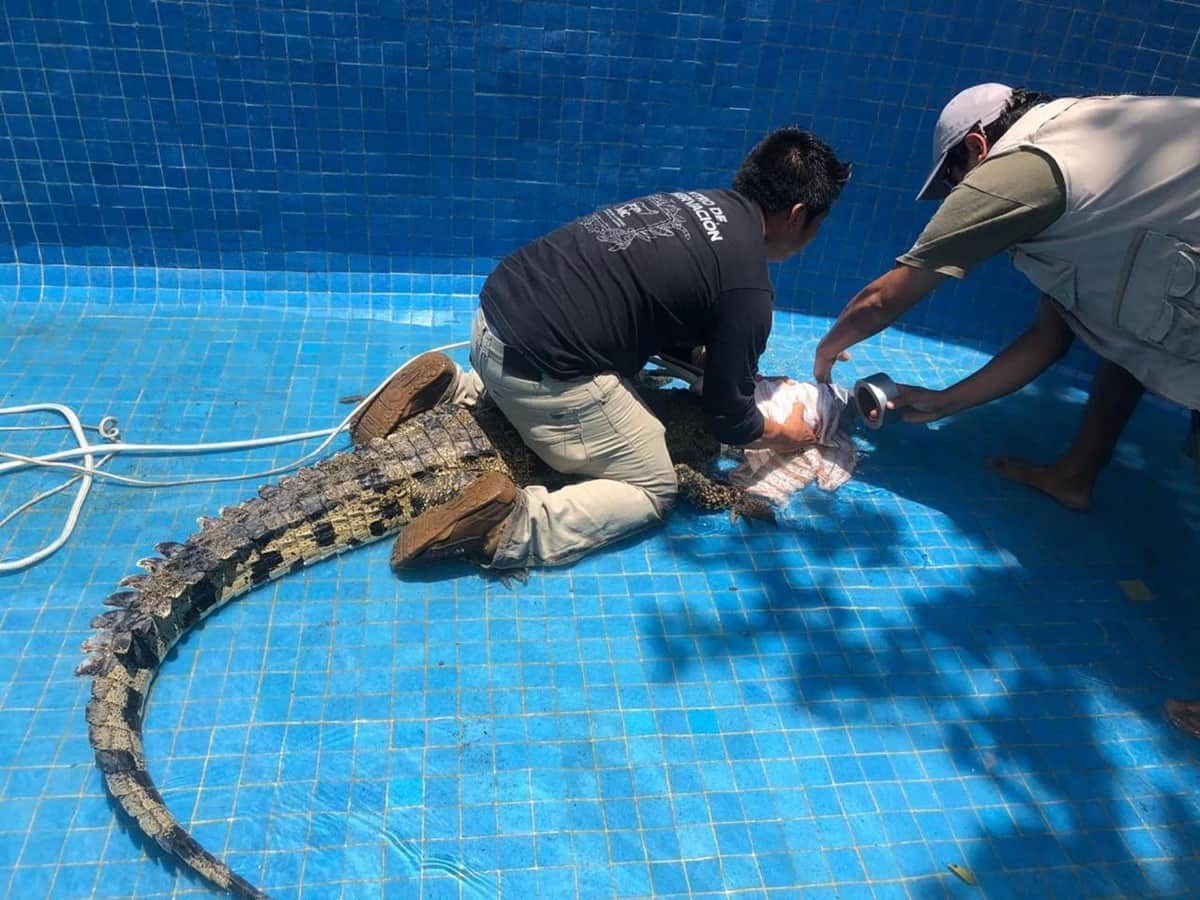 Rescatan y liberan cocodrilos en Cozumel