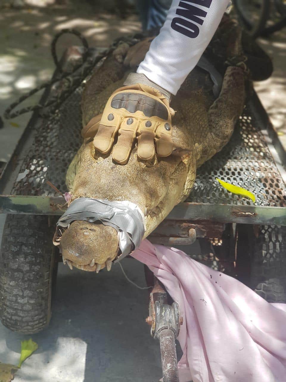 Encuentran a cocodrilo acuchillado en playa de Puerto Morelos