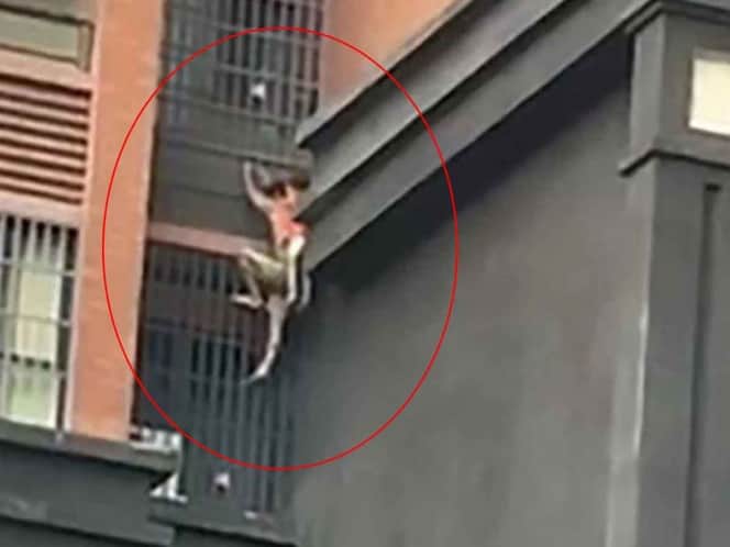 Al estilo "Hombre Araña", hombre salva a su sobrino de incendio