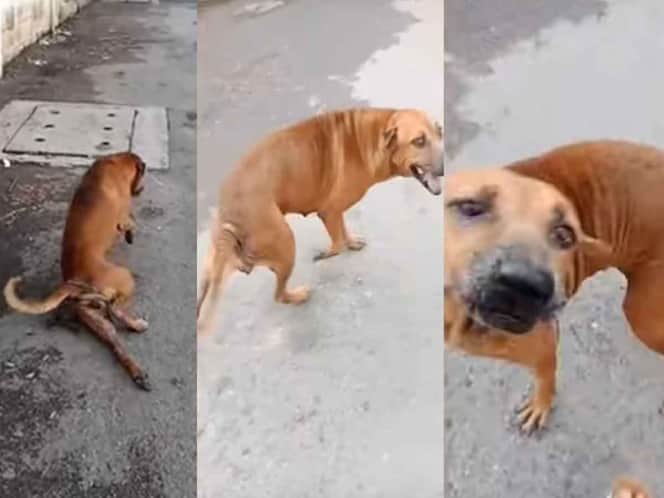 Video: Perrito finge estar herido para recibir comida