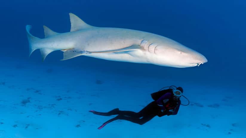¡Cardiaco! Turista se salva milagrosamente de ser devorado por un tiburón