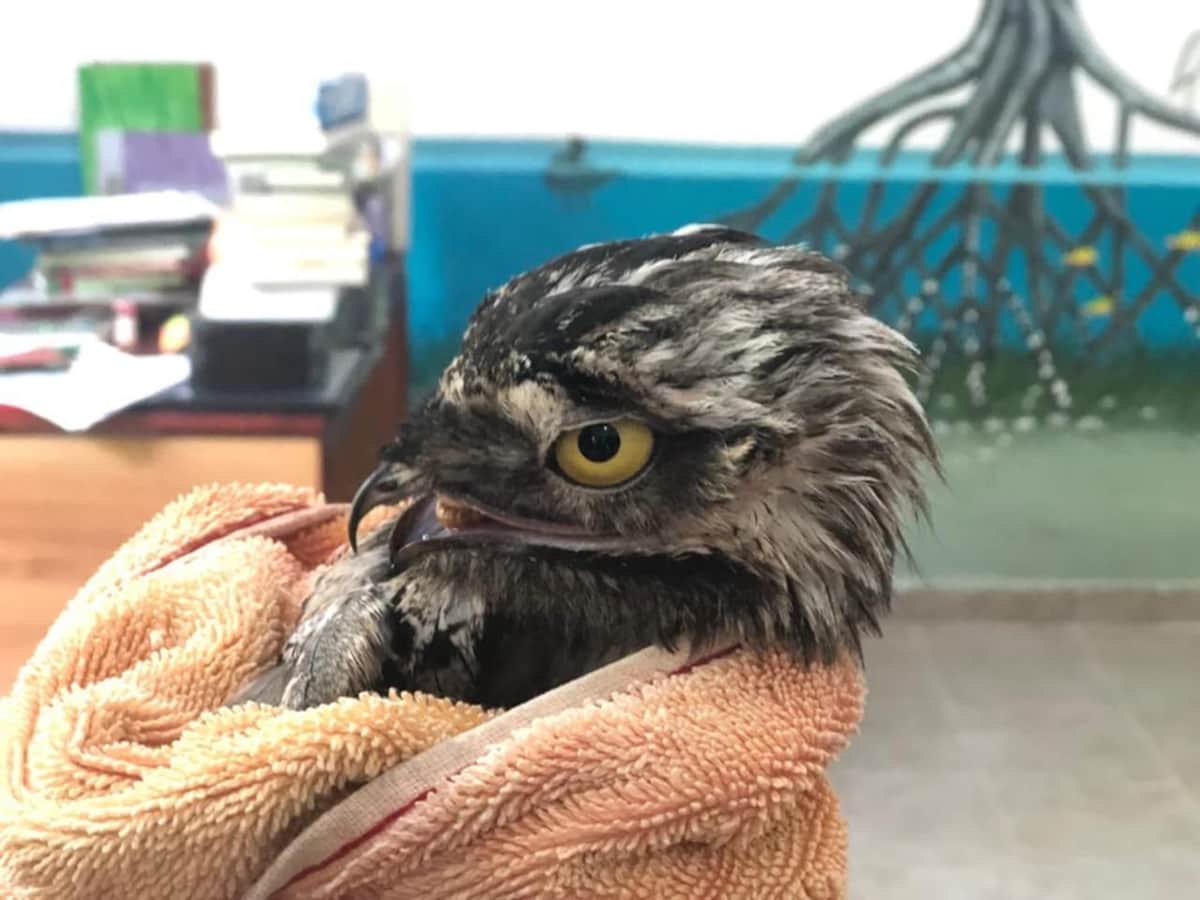 CEA rescata aves en Cozumel gracias a reportes ciudadanos