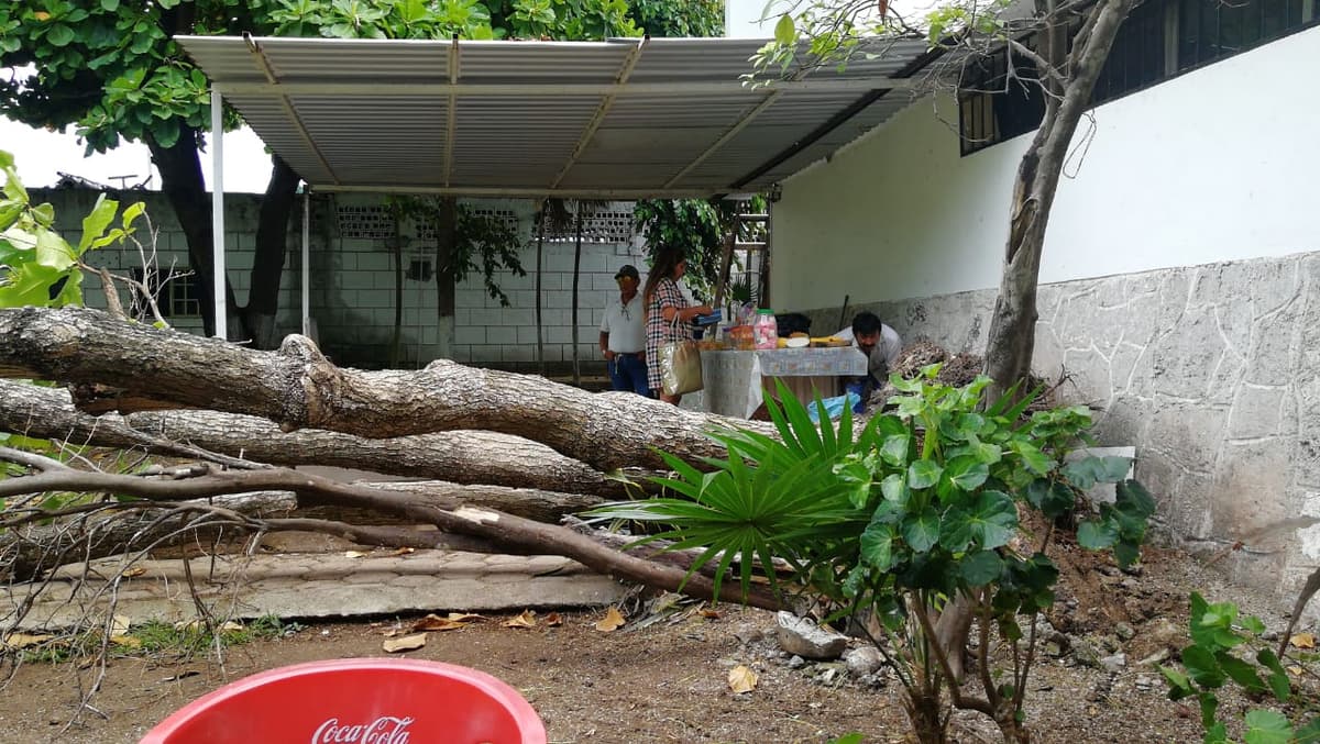Árbol se desploma y casi aplasta a comensales en Cozumel