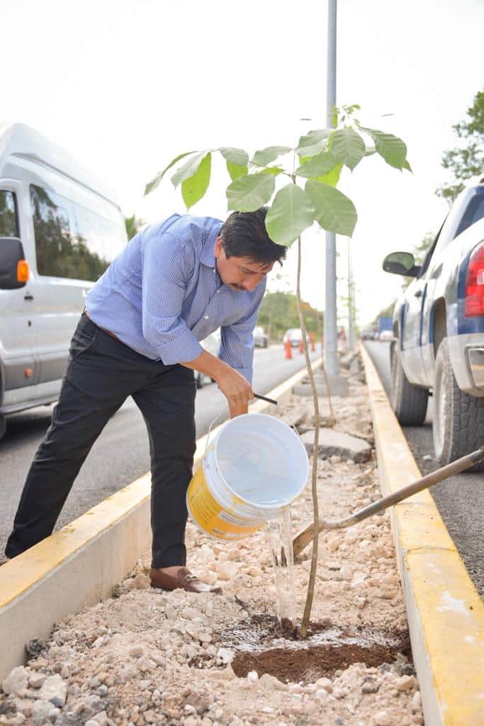 Avanza Campaña de reforestación en Tulum: Víctor Mas