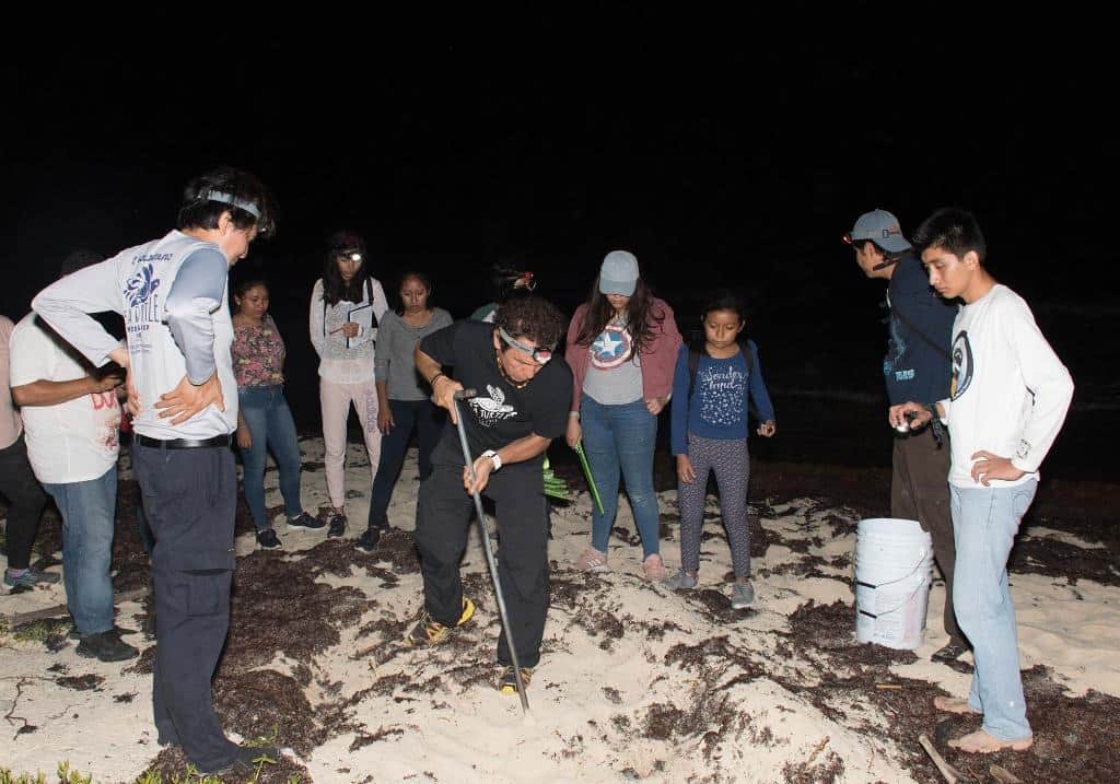 Anidación de tortuga marina en Cozumel supera cifras del 2018