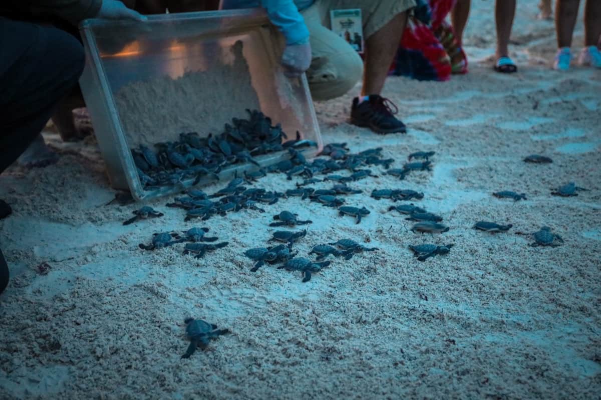 Protegen a las tortugas marinas en Playa ampliando vigilancia en la costa