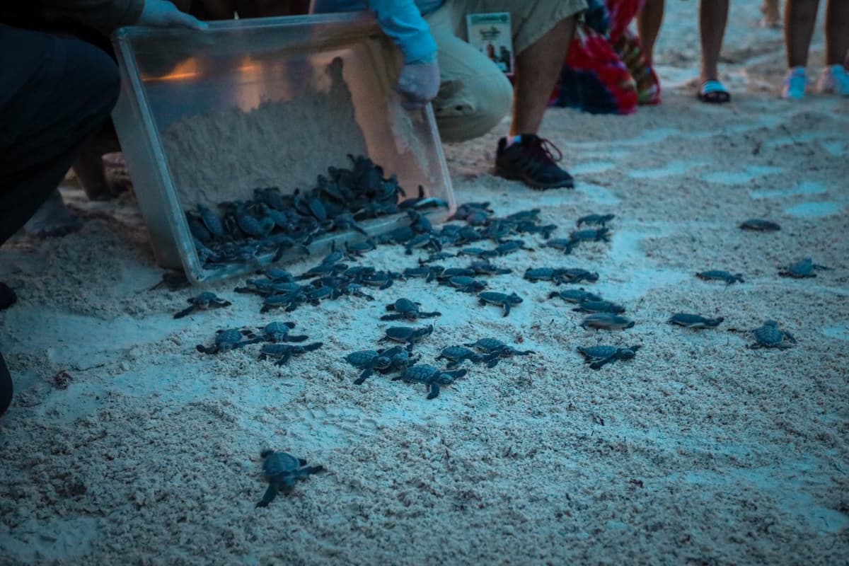 Protegen a las tortugas marinas en Playa ampliando vigilancia en la costa