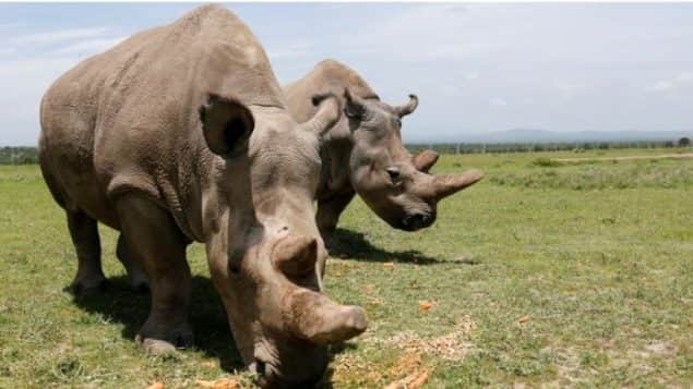 Resultó exitosa la clonación de rinocerontes blancos