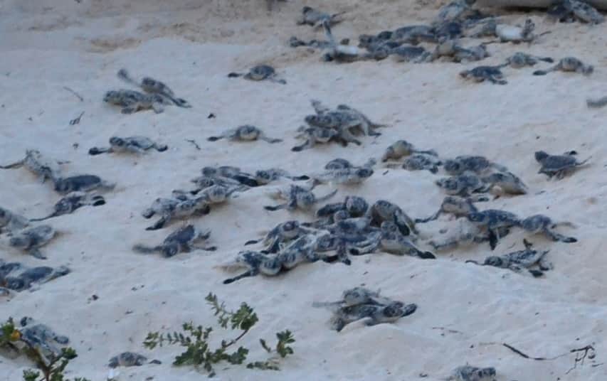 Más de cuatro mil nidos de tortugas marinas esta temporada en Cozumel