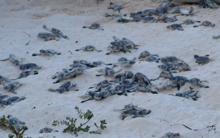 Más de cuatro mil nidos de tortugas marinas esta temporada en Cozumel