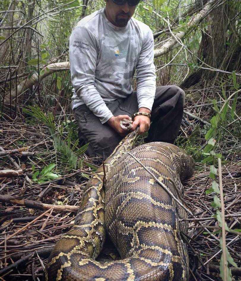 ¡Enorme pitón regurgita a una cabra de 40 kilos!