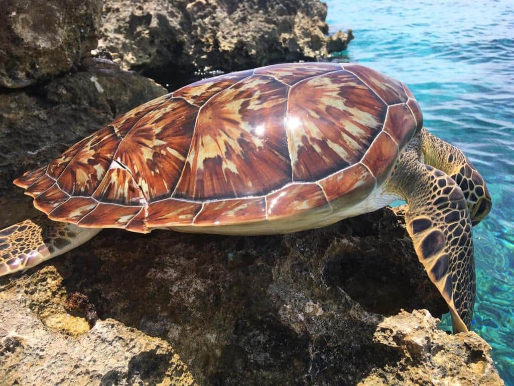 Encuentran tortuga muerta cerca de playa en Cozumel