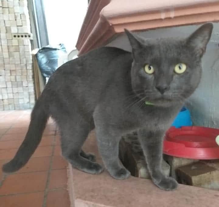 Cuando descubres que hasta tu gato lleva una doble vida...