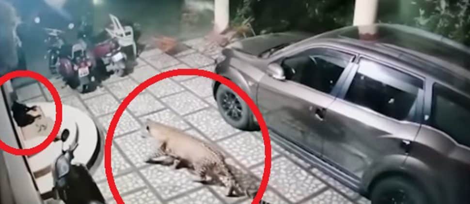 VIDEO: Perrito se salva de ser comido por un leopardo dentro de su hogar
