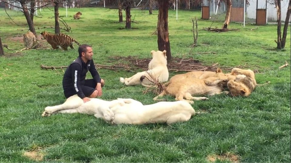 VIDEO: Tigre defiende a su cuidador del ataque de un leopardo