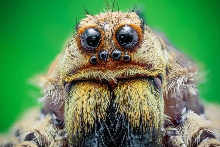 Un fuerte dolor de cabeza fue causado por una araña que vivía en su oído