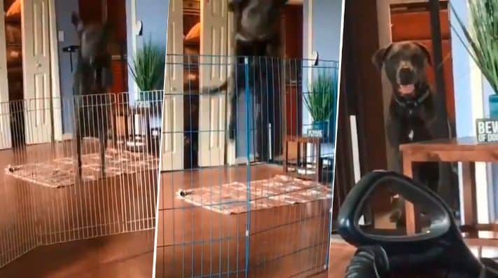 VIDEO: Perro salta cualquier obstáculo hasta que se topa con la aspiradora infernal