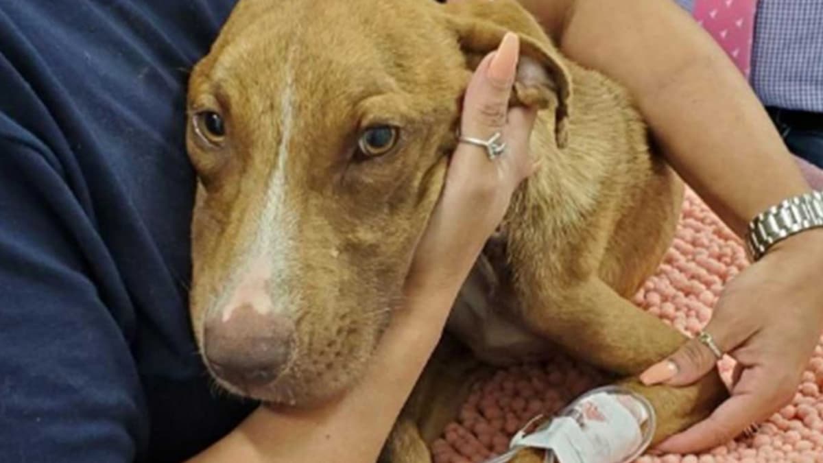 A un mes de 'Dorian' perro sobrevive bajo los escombros