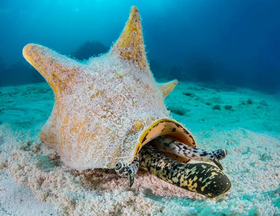 No respetan la veda de caracol en Cozumel