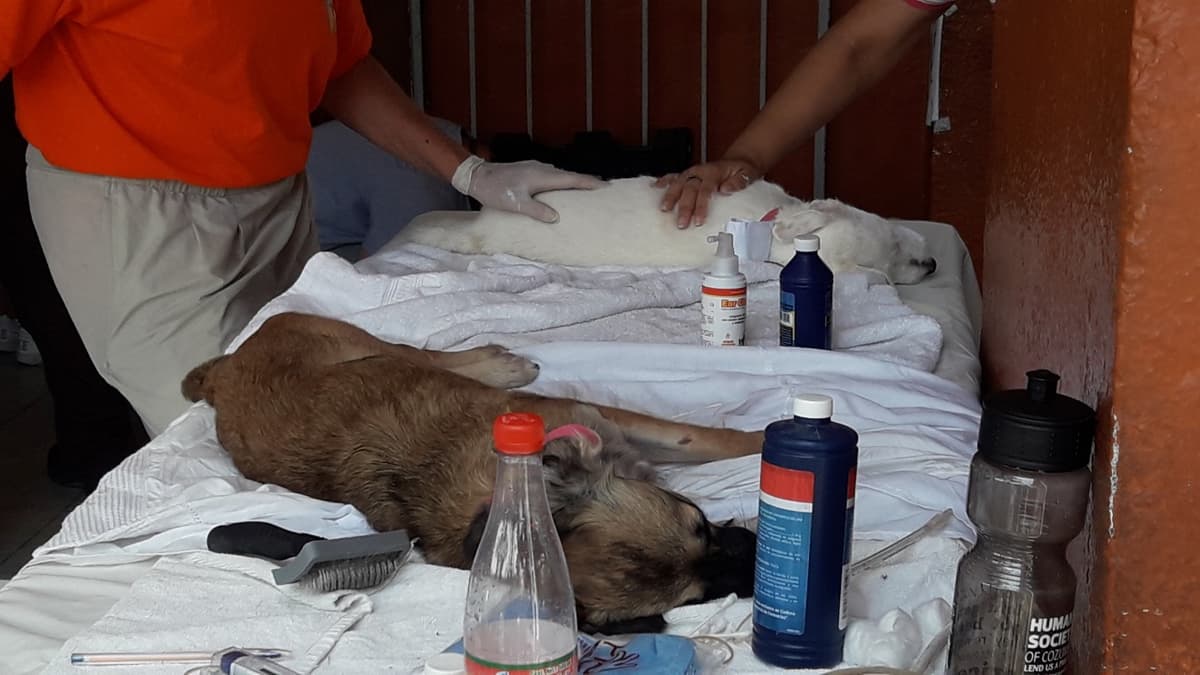 Difícil crear registro de mascotas en Cozumel