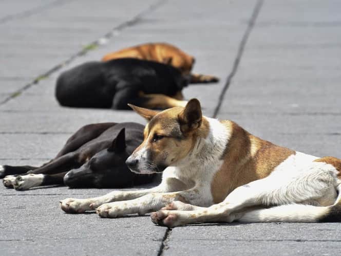 Hombre es vinculado a proceso luego de violar a un perro
