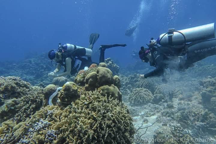 Arrecifes de Cozumel muestran avances favorables ante Síndrome Blanco