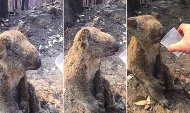 Un hombre ofrece agua a un koala quemado durante incendio forestal