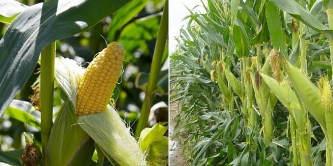 Aseguran productores de maíz la comercialización del producto