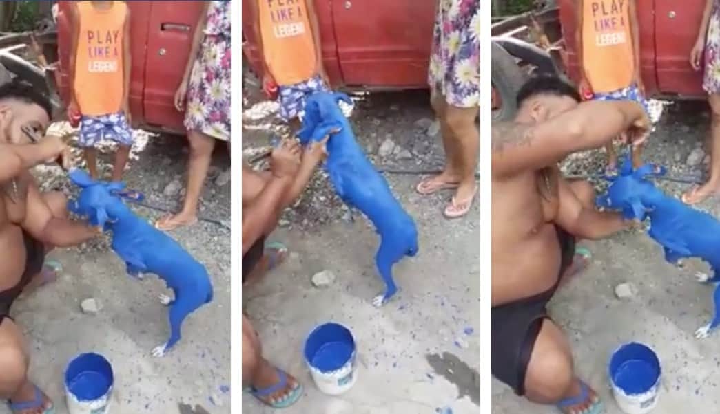 Captan a hombre pintando a un perrito para ‘quitarle la sarna’