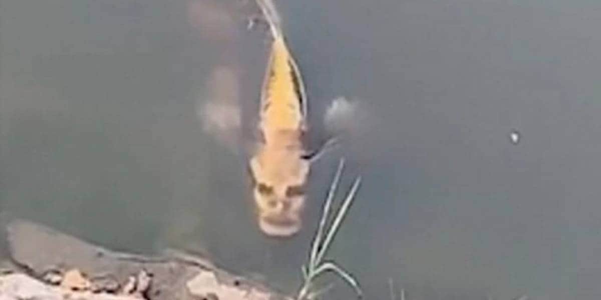 ¡Captan extraño pez con 'rostro humano'!