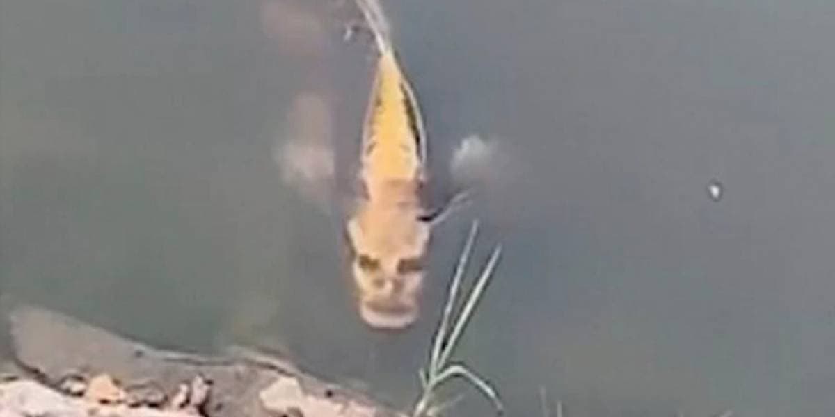 ¡Captan extraño pez con 'rostro humano'!
