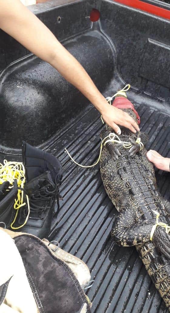 Aparición de cocodrilos en Cozumel; esta es la razón