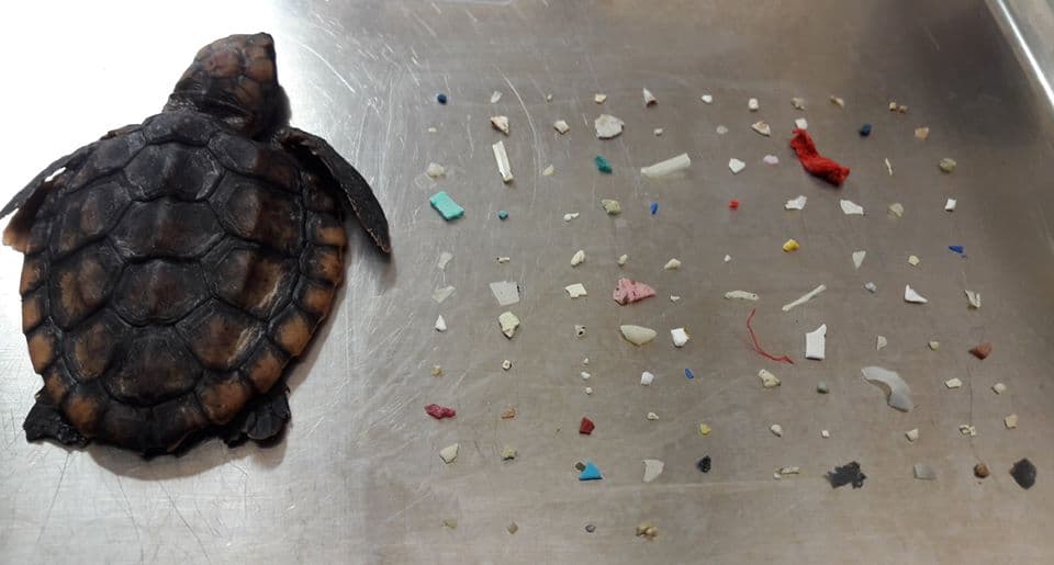 Muere tortuga bebé por tener 104 piezas de plástico en su interior