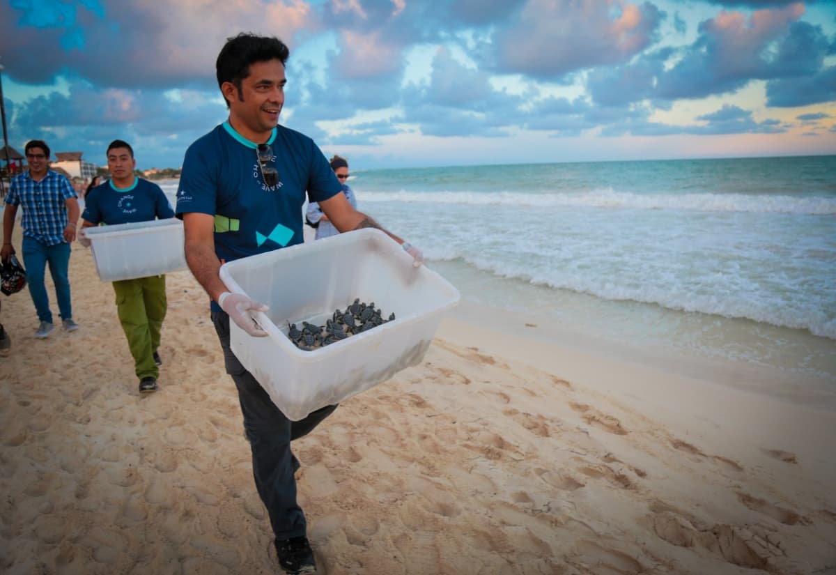 Finaliza con éxito periodo de anidación de la tortuga marina