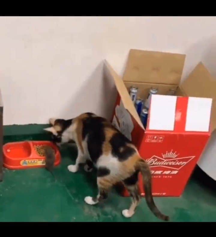 Gato invita a almorzar a su amigo: un ratón