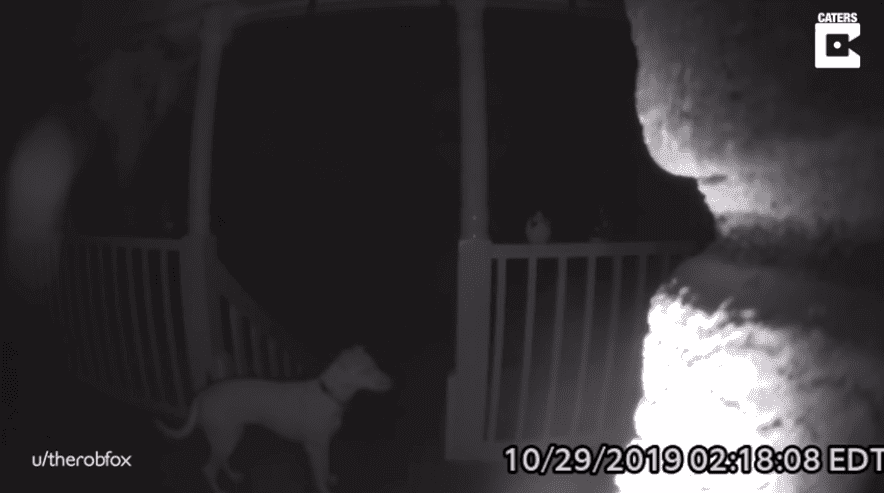 VIDEO: Perro del futuro toca el timbre de su casa después de quedarse fuera