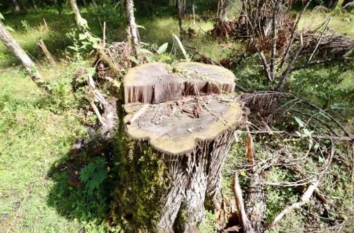 Tala ilegal está acabando con árboles de 200 años en Hidalgo