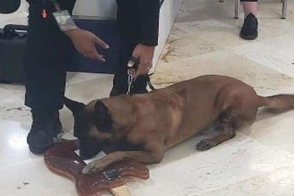 Incautan guitarra fabricada de cocaína en Cancún