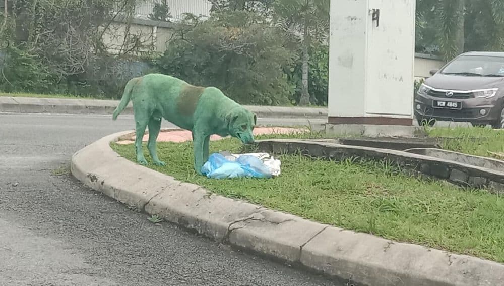 Encuentran a perrito pintado de verde llorando entre la basura; buscaba comida