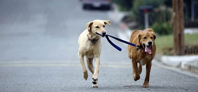 Perros salvan a mujer de ser asaltada