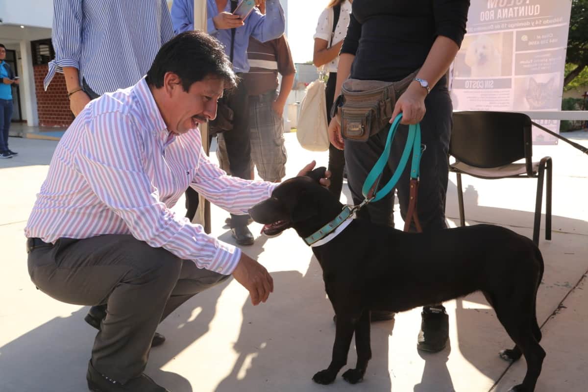 Realizan 'Campaña de Esterilización Canina y Felina 2019' en Tulum