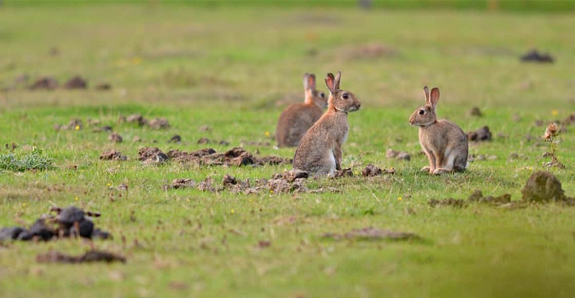 El conejo está oficialmente en peligro de extinción