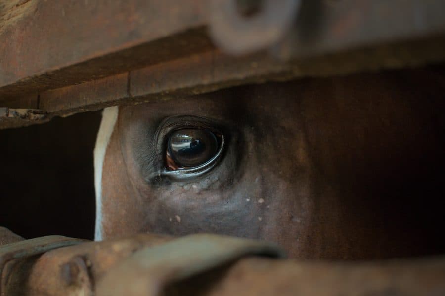 Video: Familia arrastra a un caballo a la fuerza atado a una camioneta