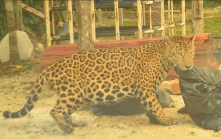 FOTOS: Captan una jaguar preñada comer basura en Quintana Roo por hambre